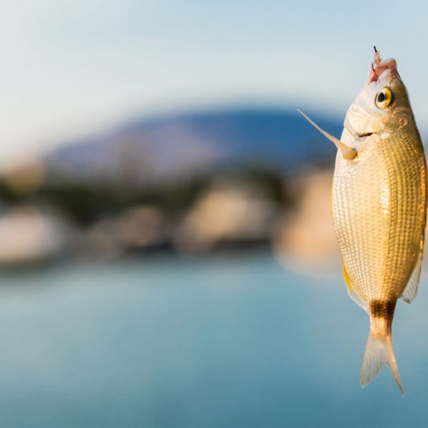 opson greek finest products