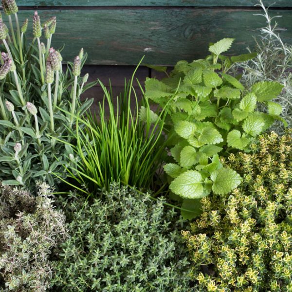 opson greek finest products